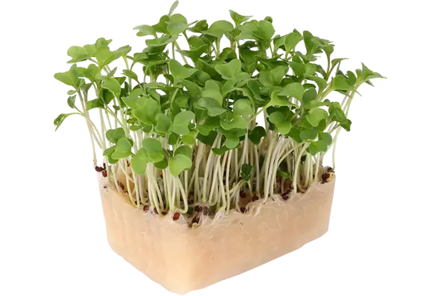Brocco cress